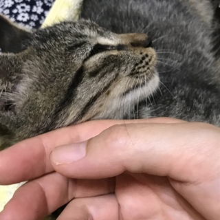人と触れてると安心する甘えん坊の仔猫ちゃん