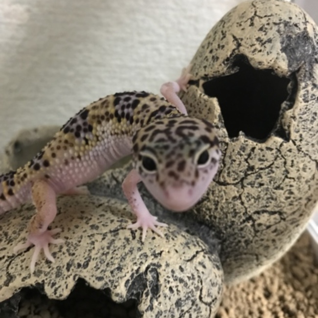 ヤギ！のカバー写真