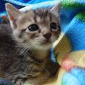 生後約1カ月の子猫