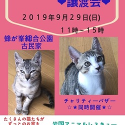 保護猫の譲渡会In山口県