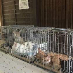 保護猫の譲渡会In山口県 サムネイル3