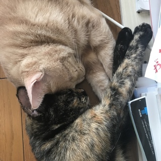 サビ猫、茶トラ里親募集
