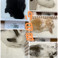 ウサベビ19日目
