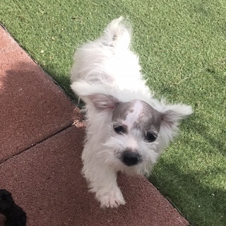 マルチーズmix子犬　タープ