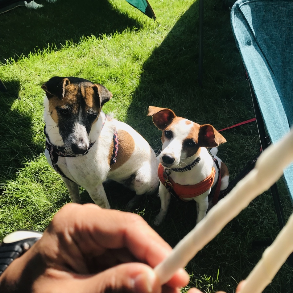 プントのカバー写真