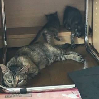 大人しく飼いやすい保護野良猫