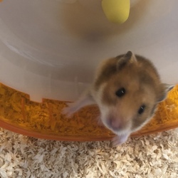 我が家のハムさん