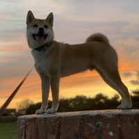 Riku