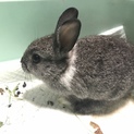 赤ちゃんウサギ