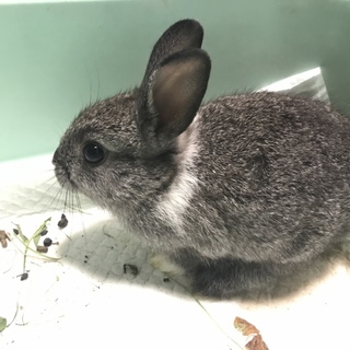 赤ちゃんウサギ