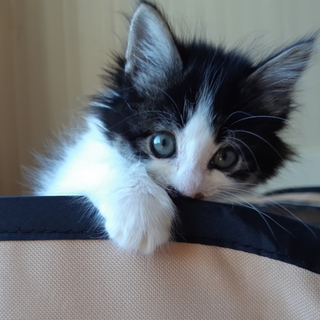 【トマト】★メス・推定2019.8月初旬産まれ