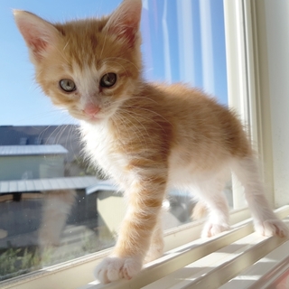 【ポテト】★オス・推定2019.8月初旬産まれ