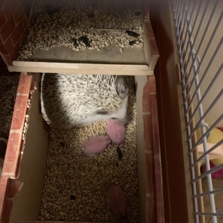 ハリネズミ赤ちゃん産まれました。交渉中