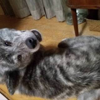 おっとり幼い虎毛秋田犬「凪」ちゃん