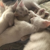 しろ