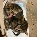 可愛い♡子猫♡ミルク育ちです