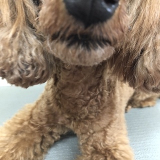 決まりました。