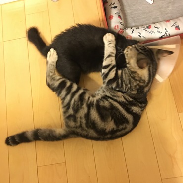 トライアル7日目。遊んでるのか、喧嘩なのか、力比べなのか、心配になるー(>_<)