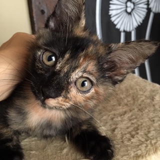ぬいぐるみのように可愛い柄のサビ猫アンちゃん