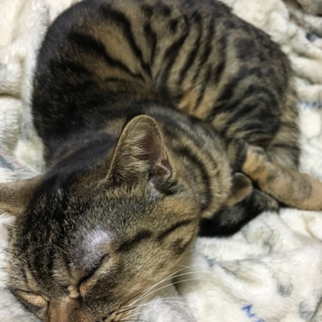 とだニャンのカバー写真