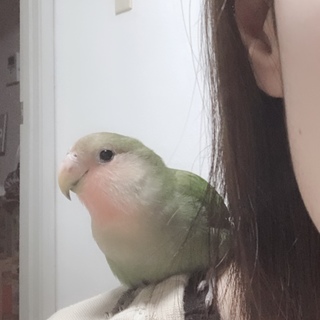 小桜インコの里親様募集