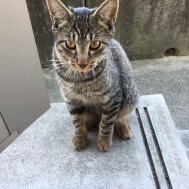 佐賀県鳥栖市の自宅裏庭で産まれた子猫ちゃん、生後4ヶ月の男の子です。
