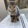佐賀県鳥栖市の自宅裏庭で産まれた子猫ちゃん、生後4ヶ月の男の子です。