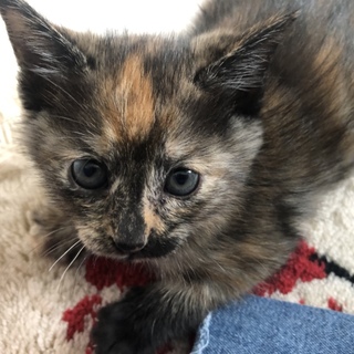 5つ子の子猫ちゃんメス