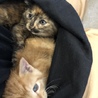 5つ子の子猫ちゃんメス サムネイル6
