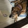 構ってアピール中。