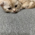 仔猫里親募集