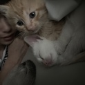 子猫、里親さん募集