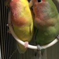 コザクラインコ ペア