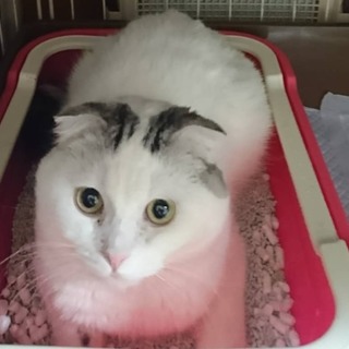 スコティッシュ ぼんくん❤️