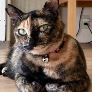 ちょっとビビリな優しいの女の子　あずきちゃん