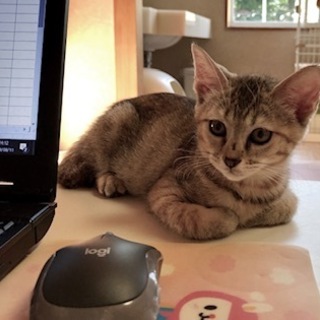 ちょっとビビリな女の子　キジトラのつぶちゃん