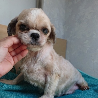 シーズー３才女の子