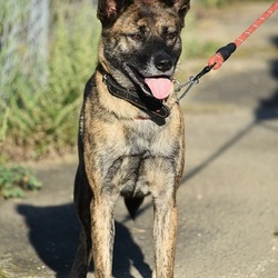 ハンサムなルフトくん