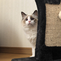 ラグドール♡1歳 まろん