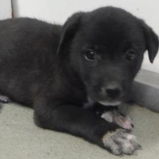 団体様より引出し。子犬♀黒198