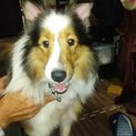 【里親決定】☆小さめシェルティ男子３歳くらい