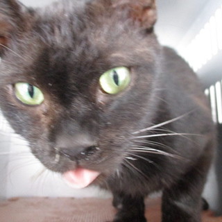 滅茶苦茶人懐っこいです。収容期限9/26朝迄