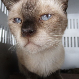 譲渡されました。