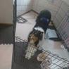 里親決定◎ラフコリー♪トライカラー男子 サムネイル5