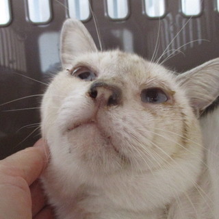 譲渡されました。