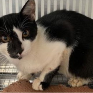 譲渡されました。