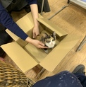 人懐っこい三毛猫ちゃん！♀