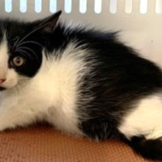 譲渡されました。