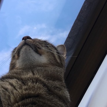 花楓と青空です。