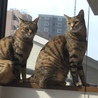 彩愛（右）と花楓（左）です。キジトラツインズの美ニャン姉妹。